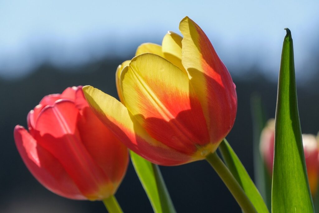 tulips, flowers, blossom-7058127.jpg